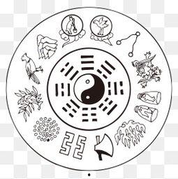 八卦根图片及价格